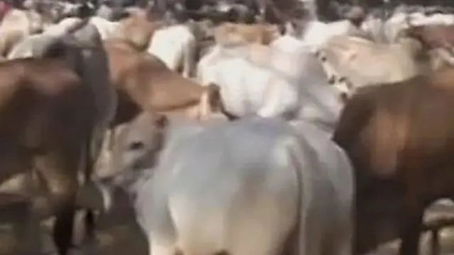 Jelang Idul Adha, Harga Sapi Melonjak