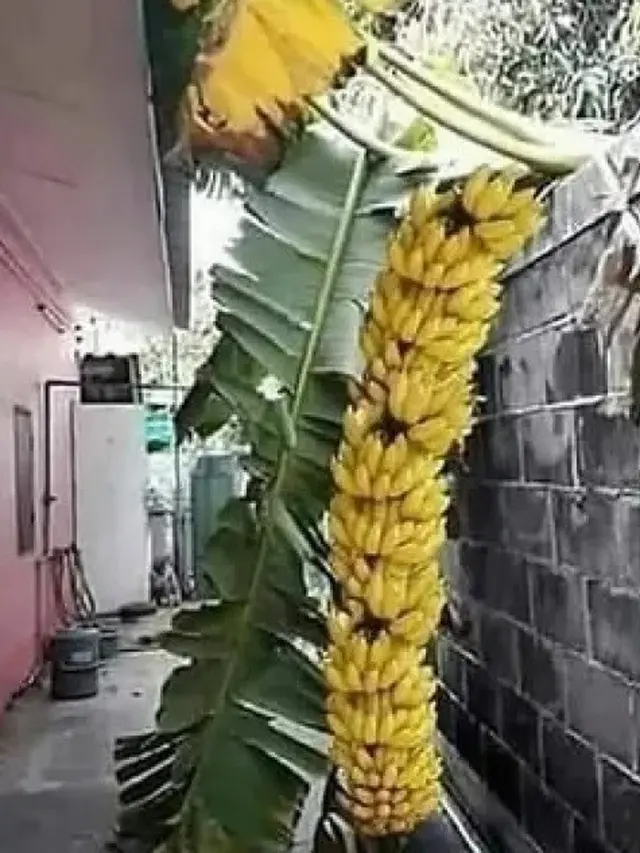 6 Potret Buah Tetangga Nyasar ke Halaman Rumah, Rezeki Nomplok