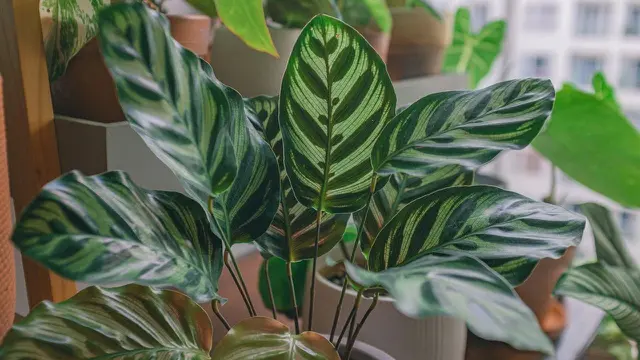 Calathea makoyana
