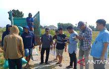 Bulog OKU Mulai Serap Gabah Petani di OKU Timur, Jaga Stabilitas Harga Pangan