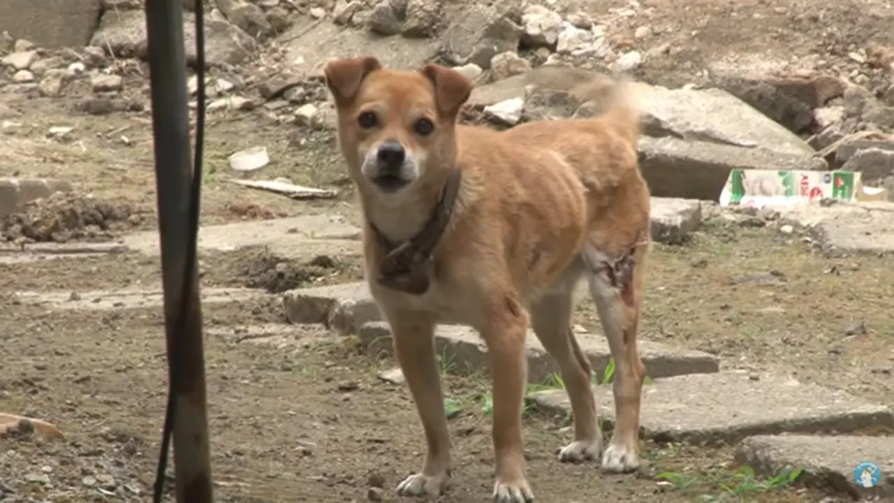 Kisah Anjing Setia Bernama Noori yang Menunggu Tuannya Kembali setelah Tragedi Kebakaran