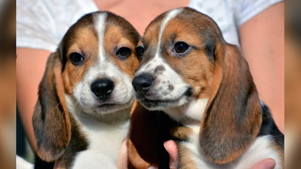 Lucunya Anak-anak Anjing Pertama yang Lahir dari Bayi Tabung