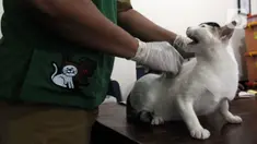 Petugas penyuntikkan vaksin rabies pada hewan peliharaan milik warga di Kelurahan Kayu Manis, Jakarta, Senin (10/7/2023). Pemprov DKI terus berupaya mempertahankan Jakarta bebas rabies dan mencegah gigitan hewan penular virus rabies (GHPR). (merdeka.com/Imam Buhori)