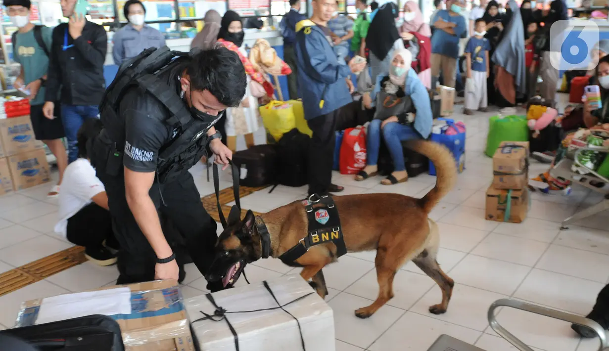 <p>Seorang petugas menuntun anjing pelacak K9 BNN untuk memeriksa barang bawaan pemudik di Terminal Kampung Rambutan, Jakarta, Rabu (27/04/20222). Pemeriksaan dengan anjing pelacak tersebut dilakukan guna mengantisipasi peredaran narkoba di tengah arus mudik menyambut Lebaran atau Hari Raya Idul Fitri 1443 H. (merdeka.com/Arie Basuki)</p>
