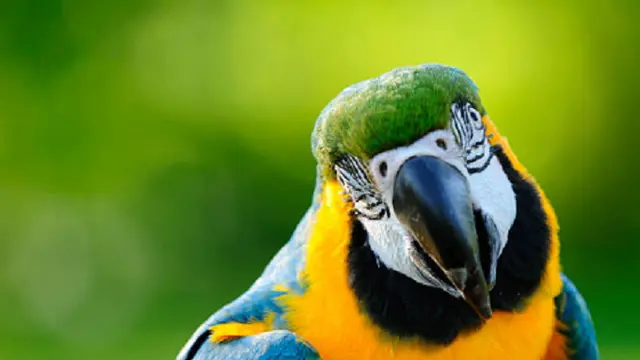 Ilustrasi burung beo (iStock)