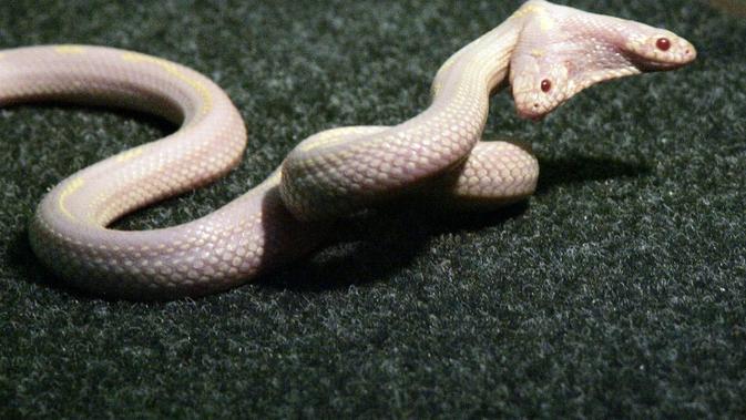 Ilustrasi ular berkepala dua. Foto ini diambil pada 2011, memperlihatkan ular albino berkepala dua California Kingsnake di kebun binatang SKAZKA, Krimea ( AFP PHOTO / HO / SKAZKA ZOO)