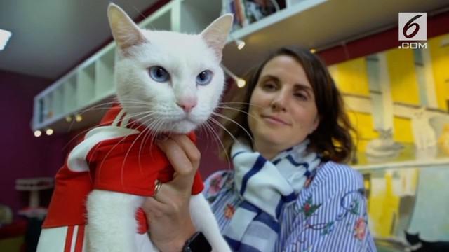 Berita Kucing Peramal Hari Ini Kabar Terbaru Terkini