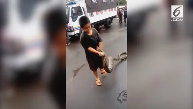 Sebuah video bocah asal Makassar menangkap ular piton dengan tangan kosong mendadak viral. Sang anak tidak tampak ketakutan sama sekali.