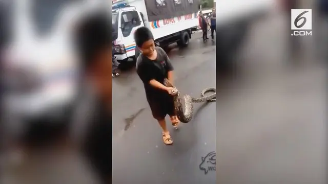 VIDEO: Bocah Ini Tangkap Ular Piton dengan Tangan Kosong