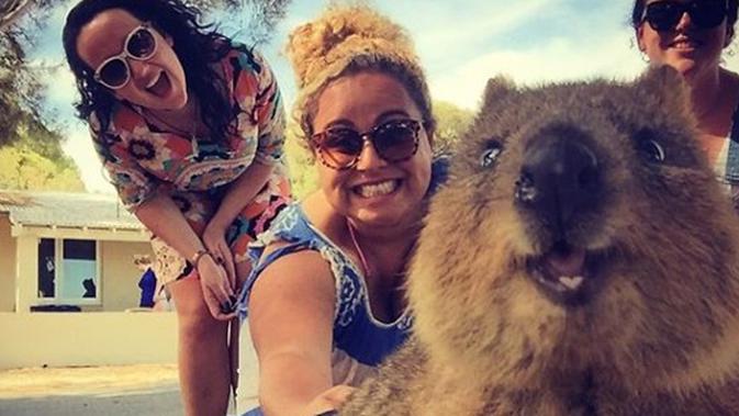  Quokka  Hewan  Langka Asal Australia Yang Suka Foto  Selfie 