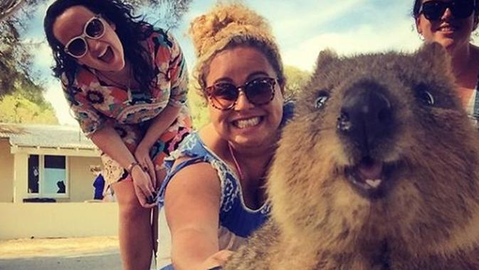  Quokka  Hewan  Langka Asal Australia Yang Suka Foto  Selfie 