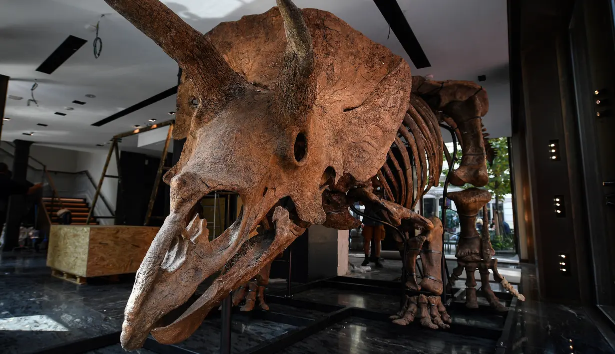 Pekerja menggantung tengkorak triceratops di sebuah galeri untuk dipamerkan menjelang lelangnya di Paris pada 31 Agustus 2021. Spesimen unik dengan kerangka lebih dari 60 persen lengkap ini ditemukan pada tahun 2014 di negara bagian South Dakota AS. (Christophe ARCHAMBAULT/AFP)