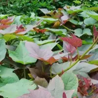 Ilustrasi daun ubi jalar | Via: istimewa