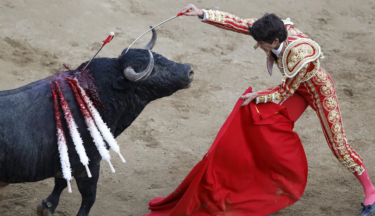Matador asal Perancis, Sebastian Castella berusaha menenangkan banteng selama festival adu banteng di arena Canaveralejo, Cali, Kolombia, (29/12). Festival ini di adakan tiap setahun sekali menjelang akhir tahun. (REUTERS/Jaime Saldarriaga)