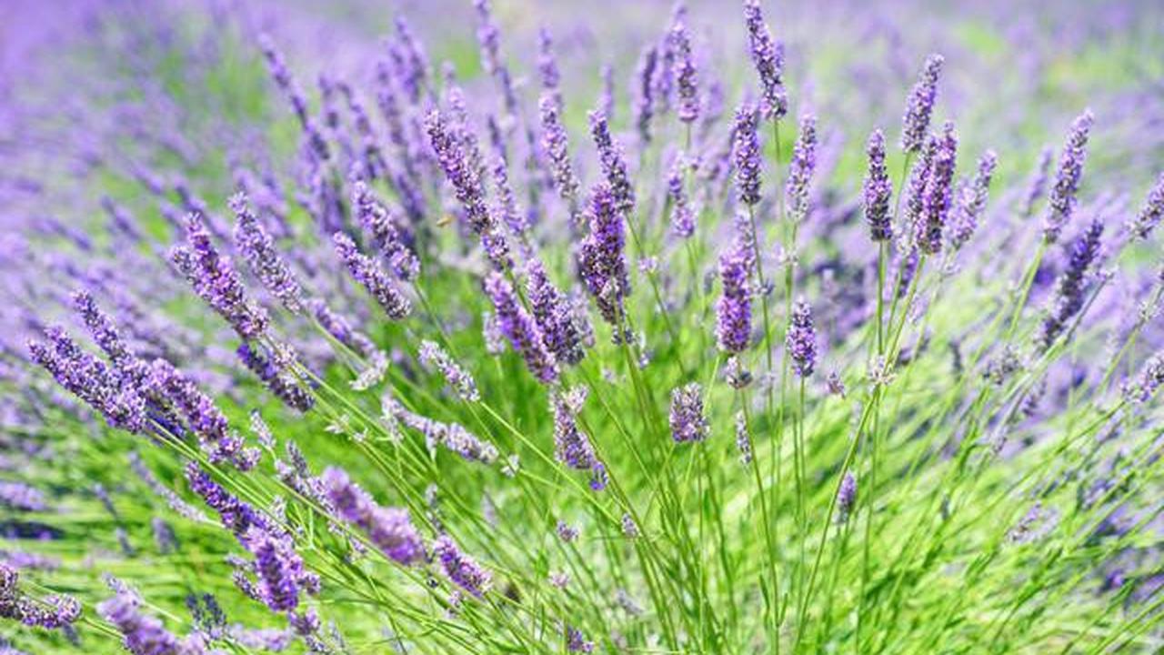 ilustrasi Lavender, tanaman hias yang tidak ada ulatnya