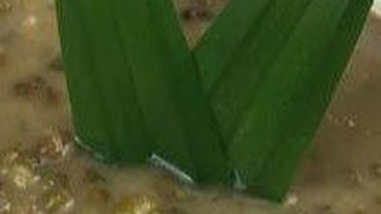 Bubur Kacang Hijau