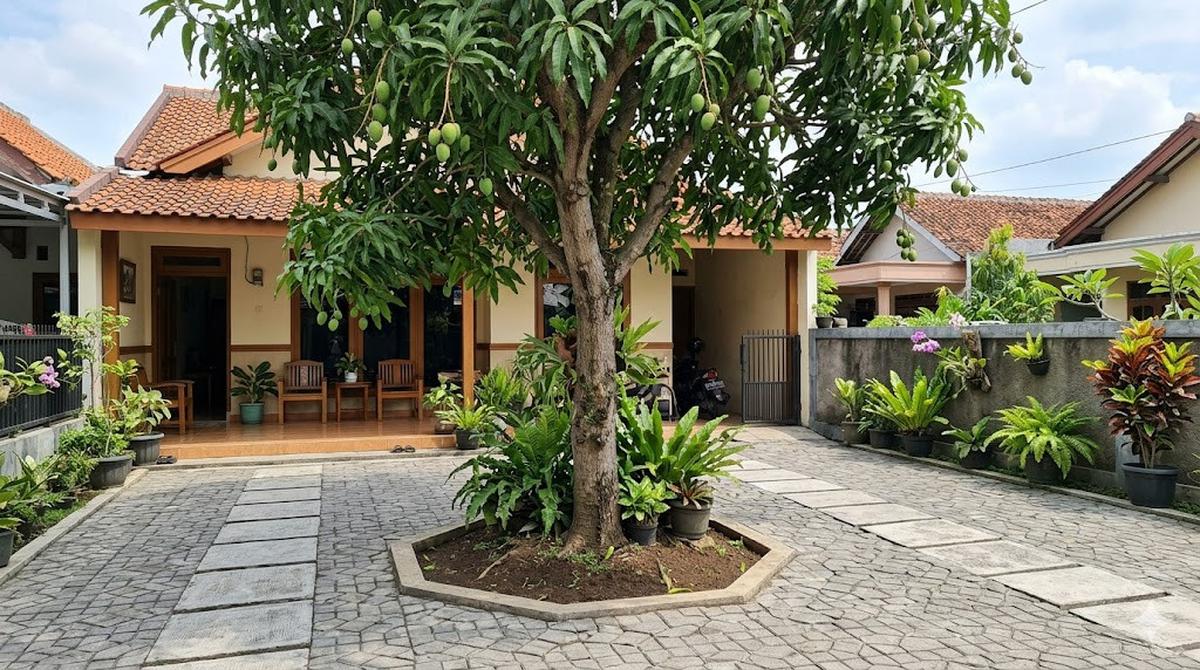 Jenis Pohon yang Akarnya Cenderung Aman untuk Halaman Berubin