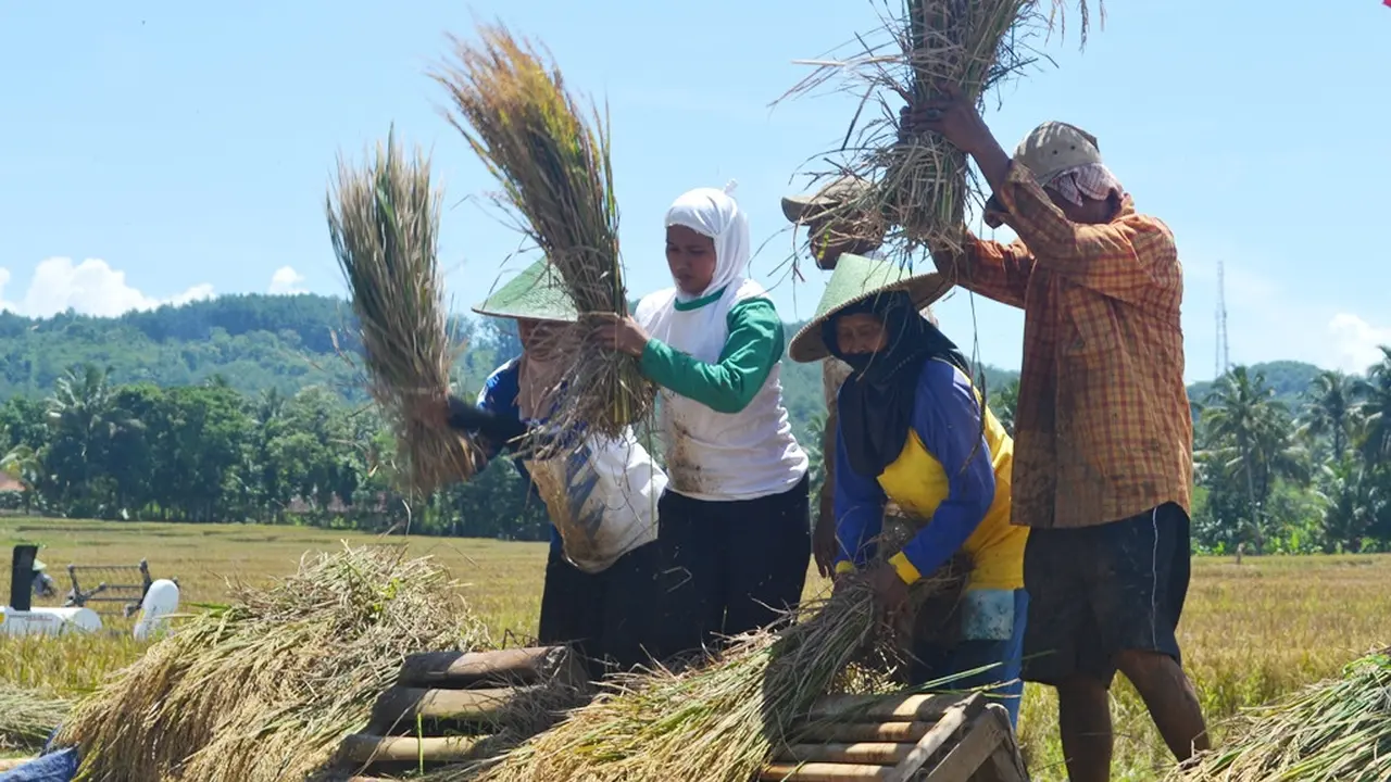 Petani Banyumas dan Cilacap panen raya masa tanam kedua (MT 2) 2018 pada Juli dan Agustus lalu. (Liputan6.com/Muhamad Ridlo)