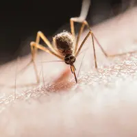 menenangkan peradangan atau iritasi di kulit./copyright. pexels/