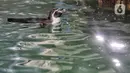 Bayi penguin berenang di Ocean Dream Samudra, Ancol, Jakarta Utara, Senin (13/3/2023). Dalam upaya program pengembangbiakan tersebut telah melakukan modifikasi habitat untuk dapat memberikan kondisi lingkungan sesuai dengan habitat alaminya. (merdeka.com/Iqbal S Nugroho)
