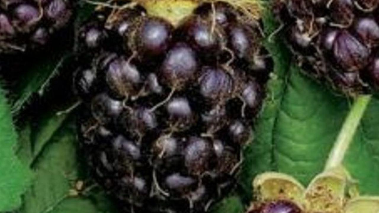 <b>Menyehatkan Pencernaan</b><br>
