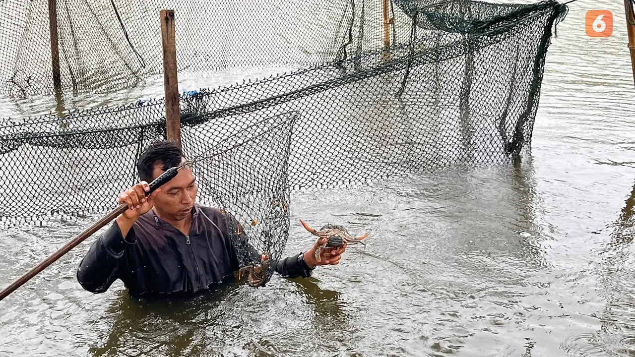 Berkah Keberadaan Hutan Mangrove, Masyarakat Deli Serdang di Sumut Bisa Budi Daya Kepiting yang Diekspor hingga Singapura