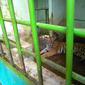 Ada aturan tegas yang diterapkan pihak pengelola saat Medan Zoo dibuka kembali
