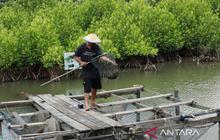 Pakar Unmul Gagas Sekolah Lapang untuk Jaga Iklim Pesisir Kaltim dan Tingkatkan Produktivitas Tambak Berkelanjutan