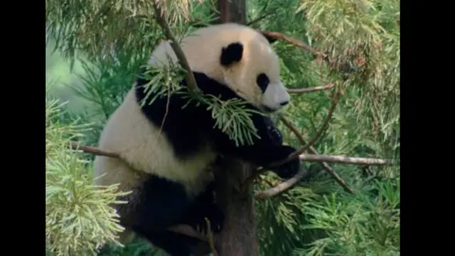 Photo copyright oddee.com