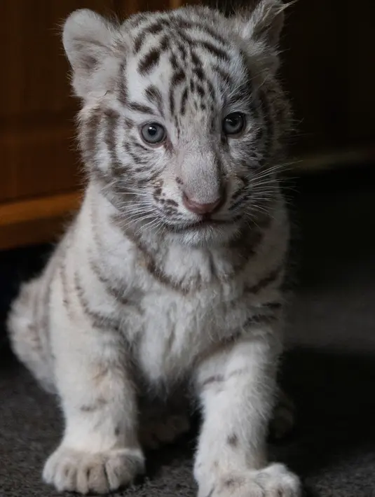 Bayi harimau benggala putih diperkenalkan ke publik di Yunnan Wildlife Zoo, Yunnan, China, 12 Oktober 2018. Tiga bulan lalu, harimau benggala putih di Yunnan Wildlife Zoo melahirkan tiga anak kembar lucu bermata biru. (FRED DUFOUR / AFP)