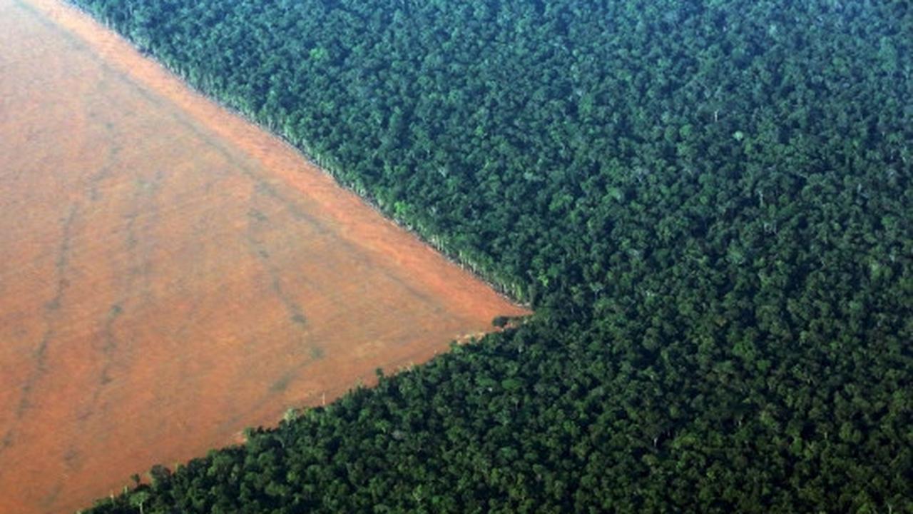Pandangan udara luasnya lahan kedelai di hutan Amazon