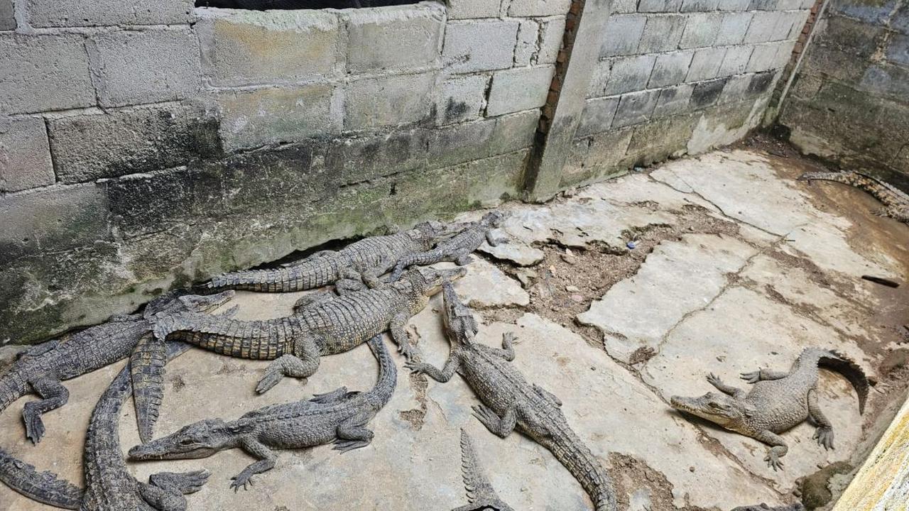 Ketiga pelaku bukan hanya memelihara satu atau dua ekor buaya. Seorang di antara mereka bahkan memelihara 34 ekor hewan buas dilindungi itu.