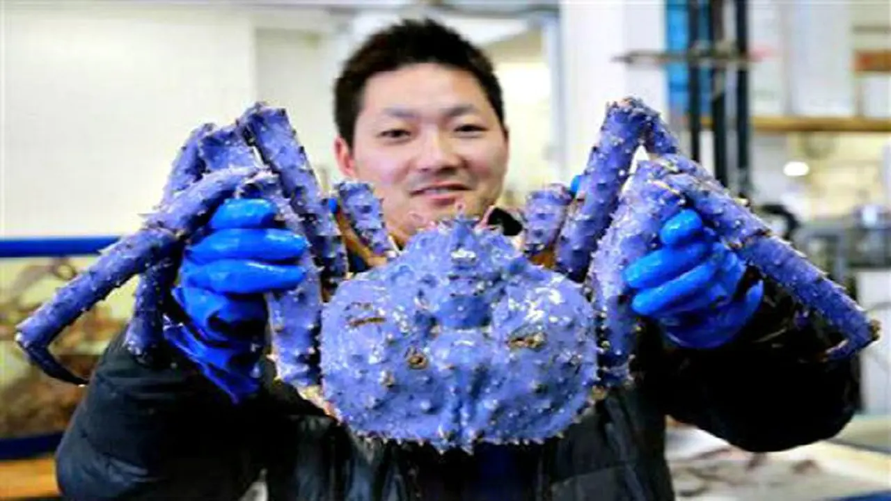 Wah Ada Kepiting Unik Berwarna Ungu Biru