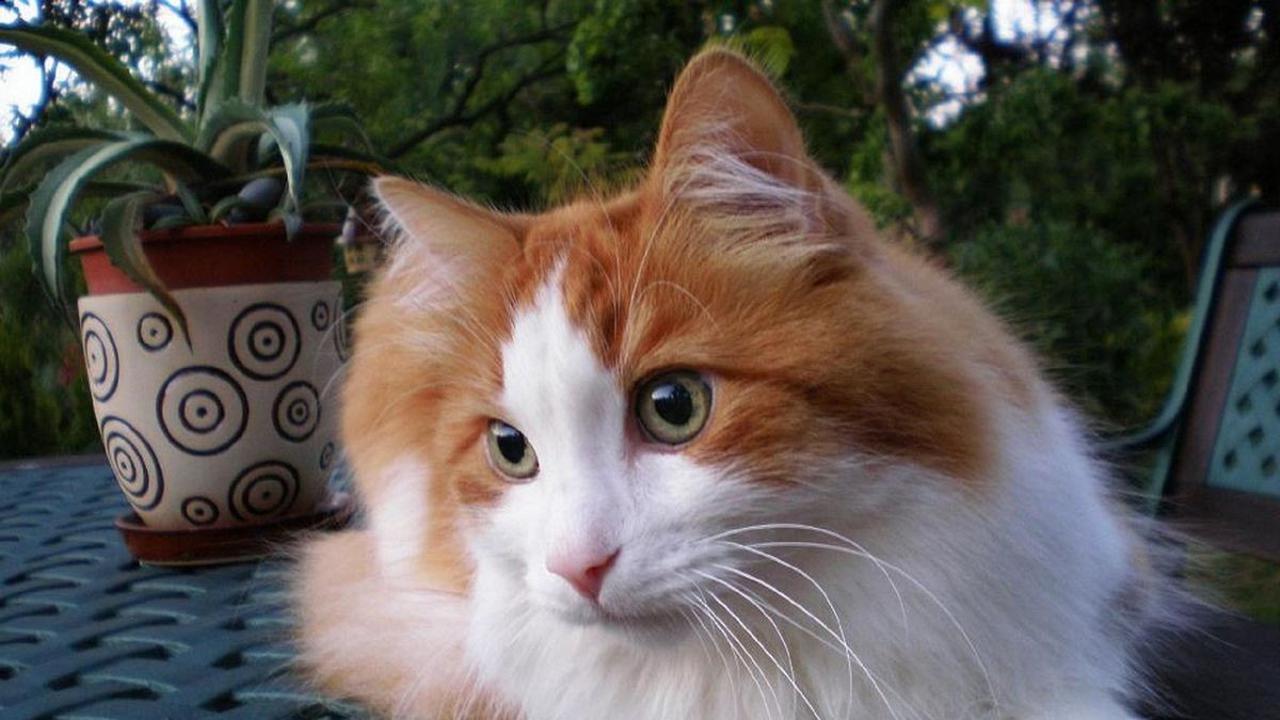 Gejala Kucing Demam