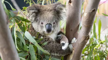 Koala dengan cakar yang dibalut perban duduk di antara daun eukaliptus di dekat Klinik Dokter Hewan Kebun Binatang Melbourne, 6 Desember 2020. Sejumlah koala yang terluka parah akibat kebakaran hutan besar di Australia musim panas lalu akhirnya kembali ke alam liar. (Xinhua/Kebun Binatang Victoria)