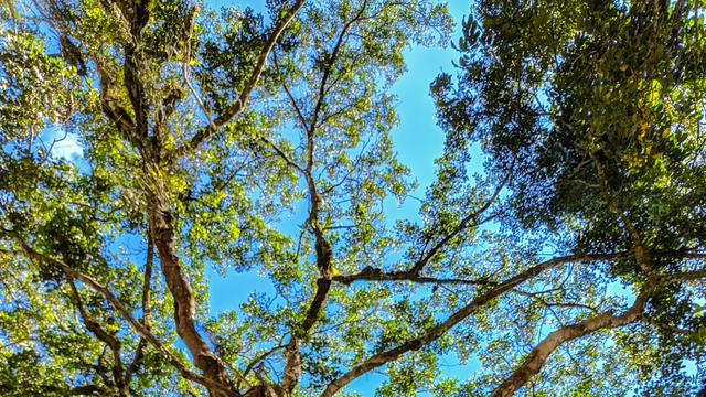 Manfaat Tersembunyi Daun Angsana Bagi Tubuh Lifestyle