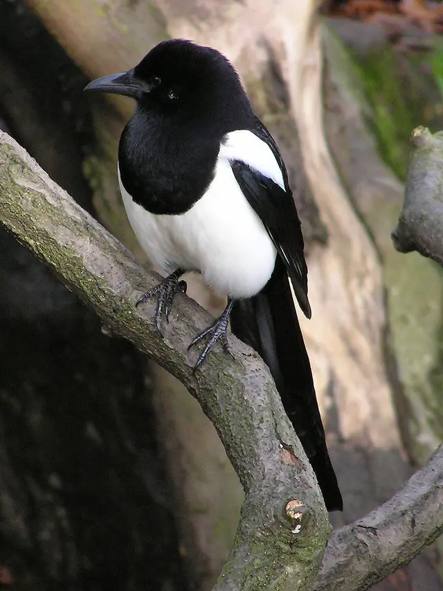 Burung Magpie.