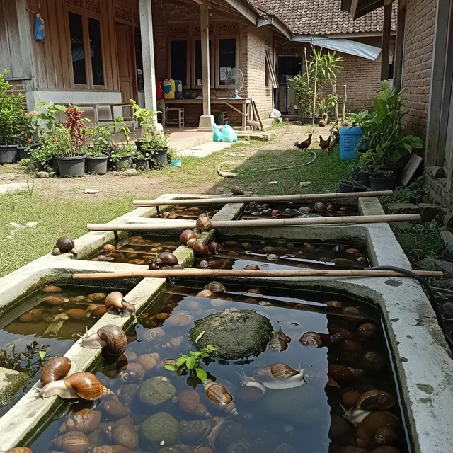 Tips Membuat Kolam Bekicot Ternak Mini di Belakang Rumah Desa, Panduan Praktis