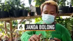janda bolong