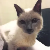 Sekarang Scooter sudah berusia 30 tahun lho, dan makin tua tampangnya juga semakin menggemaskan.