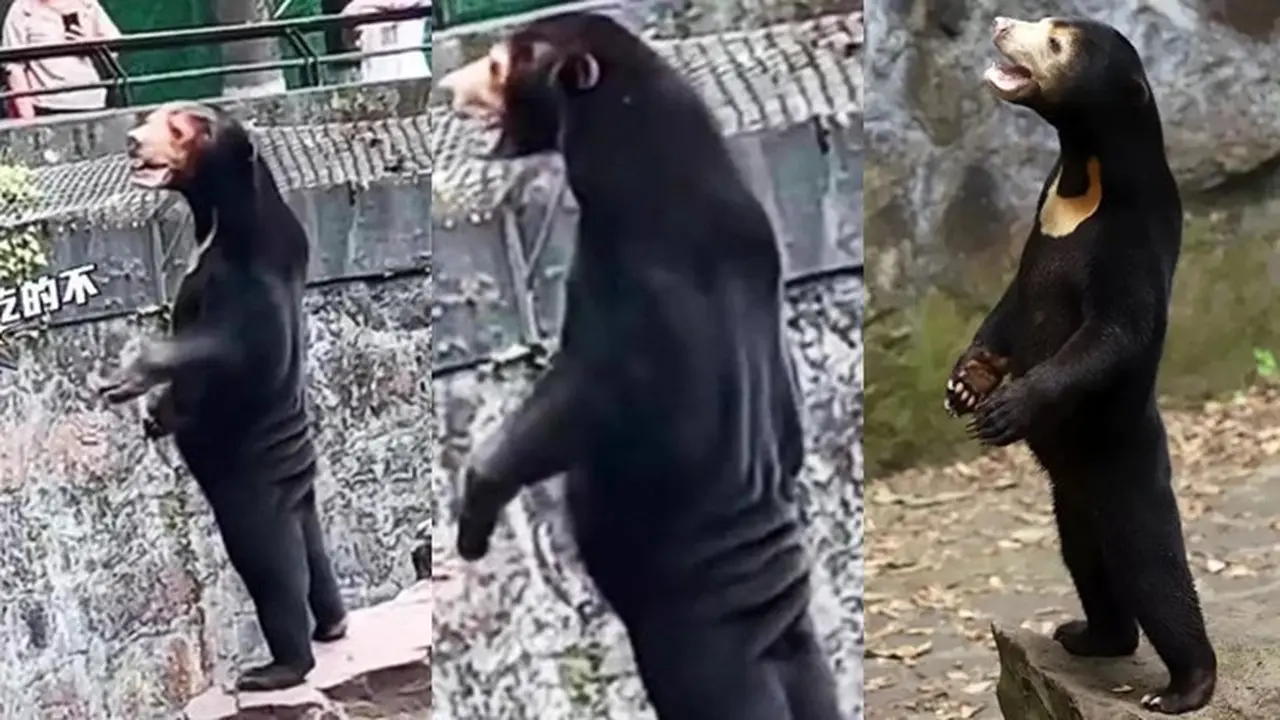 Viral Manusia Diduga Nyamar Jadi Beruang, Kebun Binatang China: Itu Hewan Asli