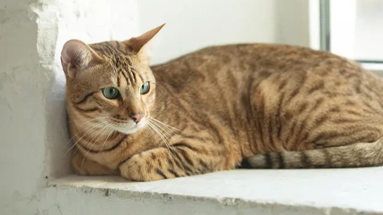 9 Hewan Ini Dijanjikan Masuk Surga Menurut Islam, Apakah Kucing Termasuk?