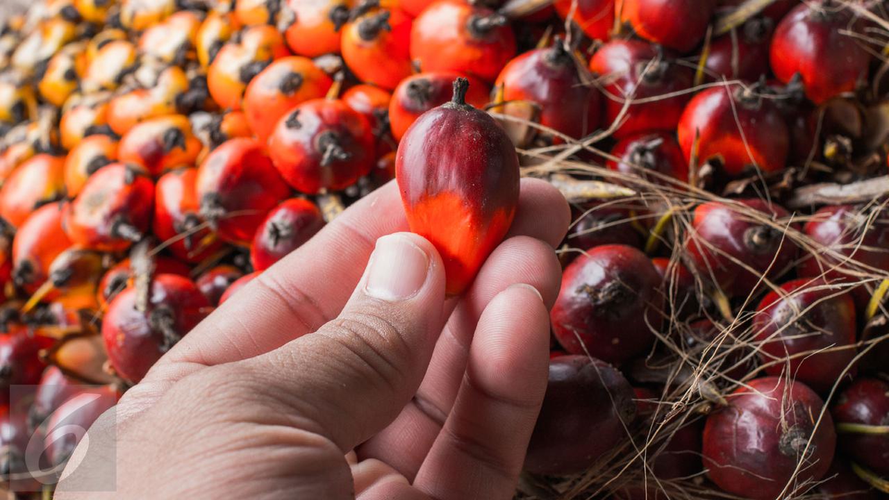 20151014- Ilustrasi Kelapa Sawit