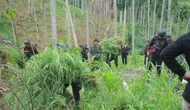 Ladang Ganja Seluas 25 Kali Lapangan Sepak Bola Ditemukan di Aceh