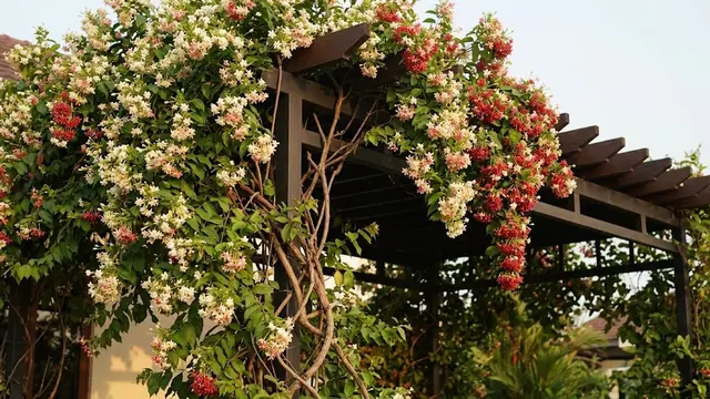 Melati Belanda (Rangoon Creeper)