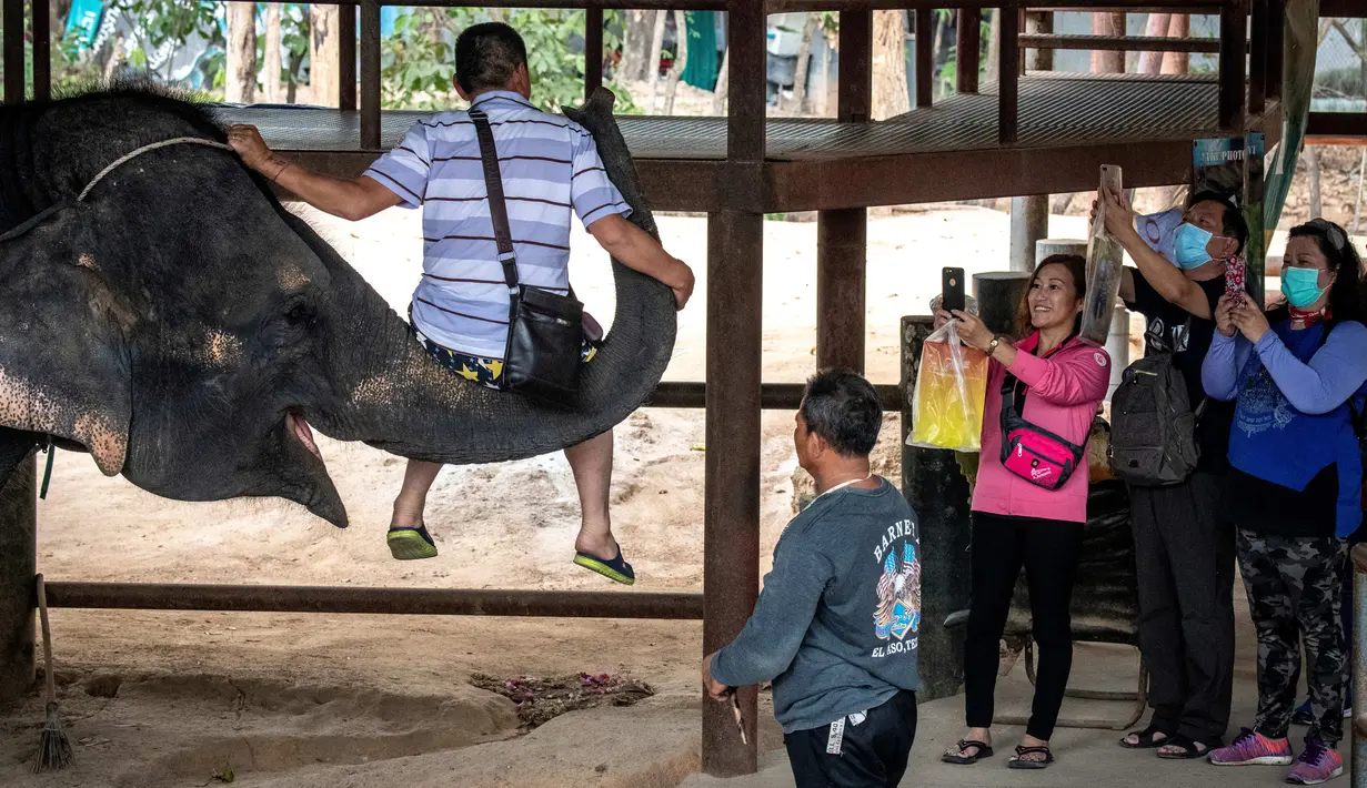 Seekor gajah mengangkat turis berwisata di Taman Chang Siam, Pattaya, Thailand, Rabu (12/2/2020). Chang Siam Park adalah salah satu primadona bagi wisatawan China di Pattaya  yang kini berangsur sepi karena penyebaran virus corona covid-19. (Mladen ANTONOV / AFP)