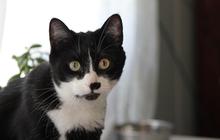 Mitos Kucing Hitam Putih dan Faktanya, Dipercaya Sebagai Pembawa Keberuntungan