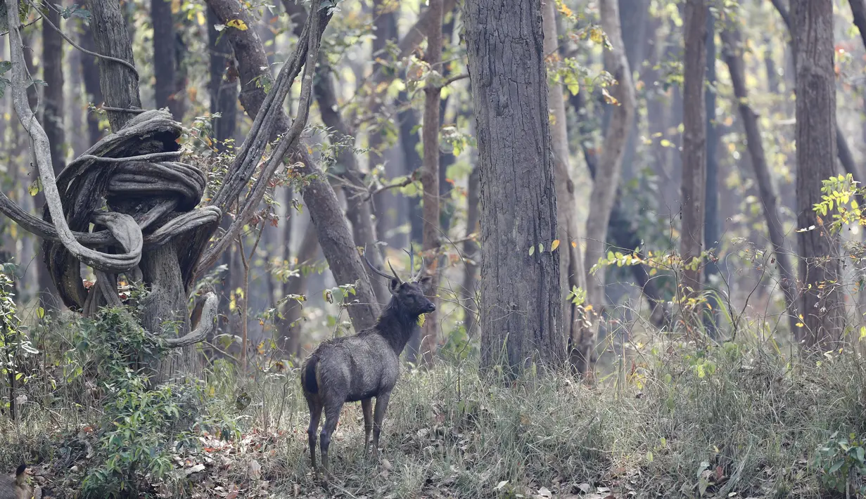 Rusa sambar terlihat di Taman Nasional Bardiya, Distrik Bardiya, Nepal, Rabu (31/3/2021).  Di Sungai Karnali yang ada di kawasan ini juga sering terlihat lumba-lumba air tawar. (AP Photo/Niranjan Shrestha)