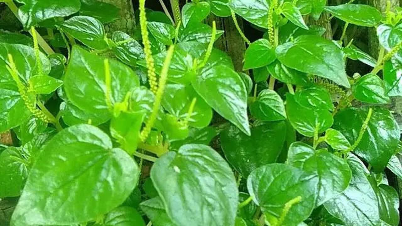 Cara Merebus Daun Sirih Cina Agar Zat Aktifnya Tidak Rusak, Ini Segudang Manfaat yang Jarang Diperhatikan
