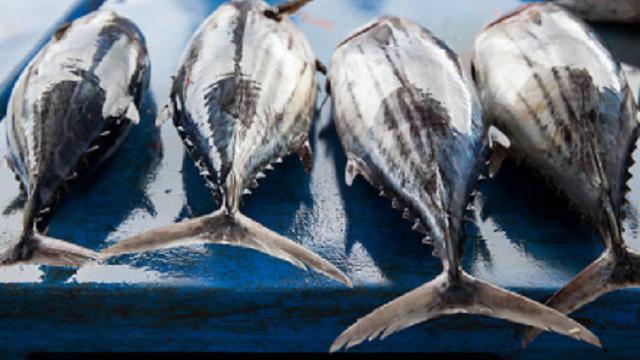 Ilustrasi tuna (iStock)